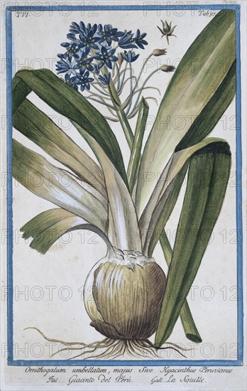 Ornithogalum umbellatum, majus Sive Hyacinthus Peruvianus, hand-coloured botanical engraving from Hortus Romanus by Giorgio Bonelli, 1772