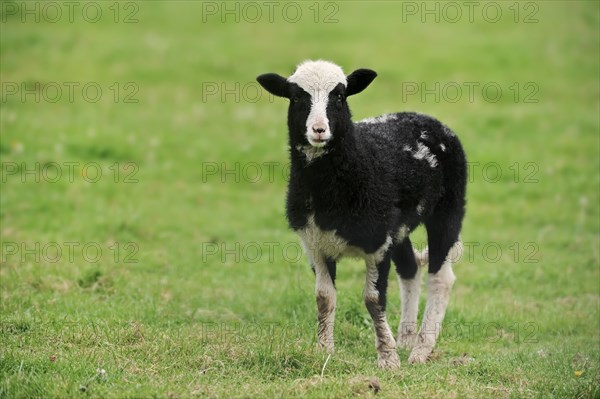 Jacob sheep (Ovis ammon f. aries), lamb, Lower Saxony Germany