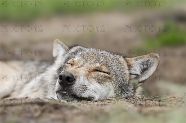 European gray wolf (Canis lupus lupus), captive, Germany, Europe