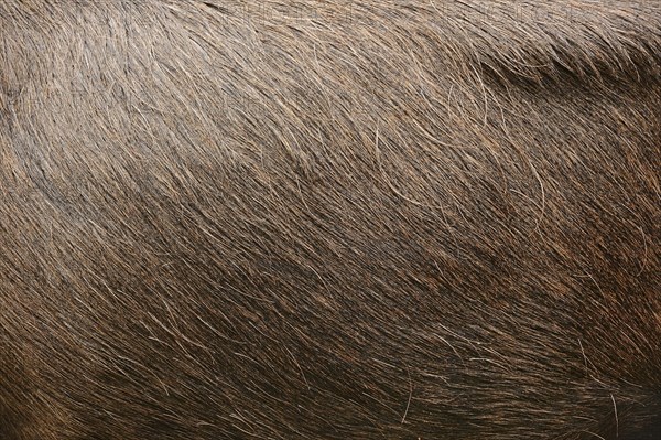 Eurasian elk (Alces alces alces), bull elk, fur detail, captive, Germany, Europe