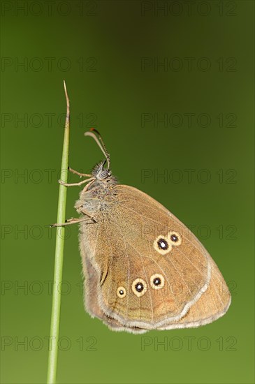 Ringlet (Aphantopus hyperantus), North Rhine-Westphalia, Germany, Europe