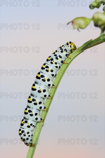 Brown-root monk (Shargacucullia scrophulariae), caterpillar, North Rhine-Westphalia, Germany, Europe