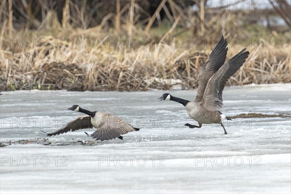 Canada geese (branta canadensis), pair taking off on a frozen marsh, Lac Saint-Pierre biosphere reserve, province of Quebec, Canada, AI generated, North America