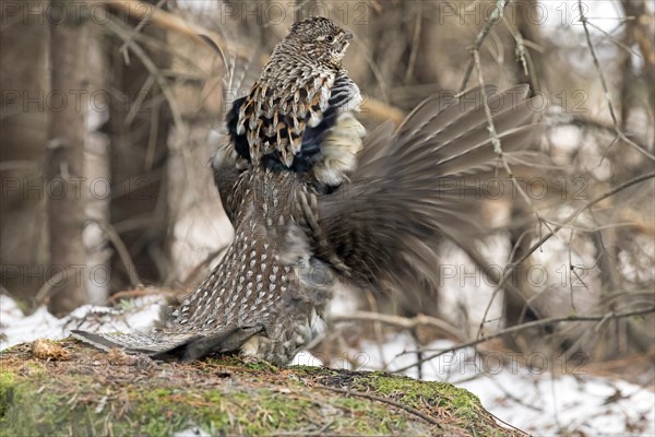 Ruffed grouse (Bonasa umbellus), male drumming to chase other male and to attract females, La Mauricie national park, Province of Quebec, Canada, AI generated, North America