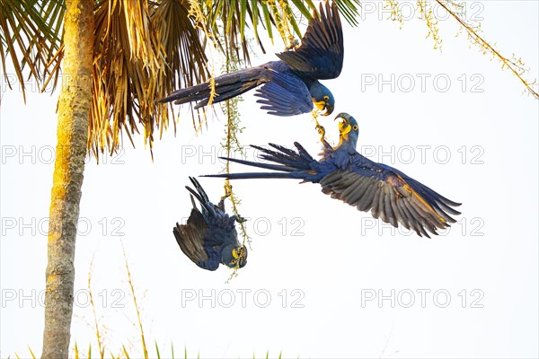 Hyacinth Macaw (Anodorhynchus hyacinthinus) Pantanal Brazil