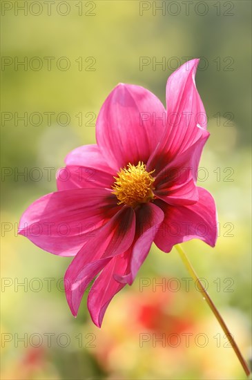 Dahlia 'Rosenrot' (Dahlia Hybride), flower, ornamental plant, North Rhine-Westphalia, Germany, Europe