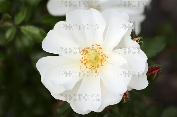 Garden rose or rose 'Diamant' (Rosa hybrida), flower, ornamental plant, North Rhine-Westphalia, Germany, Europe