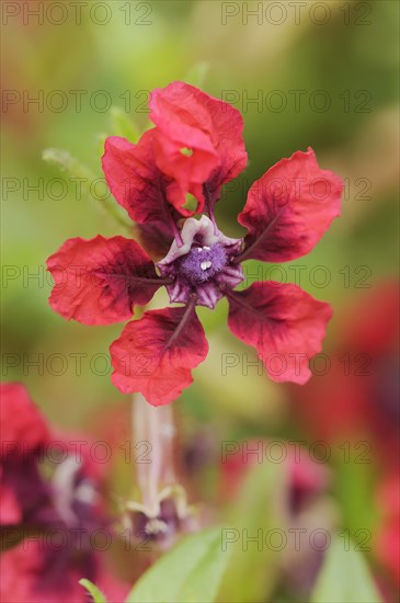 Cuphea 'Vienco Burgundy' (Cuphea llavea), flower, ornamental plant, North Rhine-Westphalia, Germany, Europe