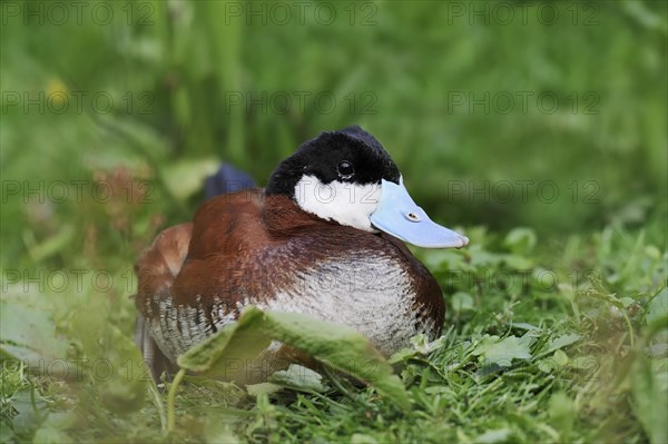 Ruddy duck (Oxyura jamaicensis), male, captive, occurrence in North America