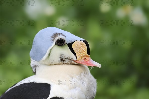 King eider (Somateria spectabilis), male, portrait, captive, Hesse, Germany, Europe