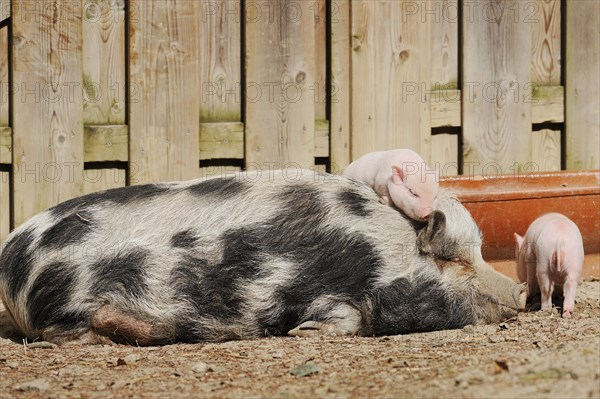 Goettingen minipig (Sus scrofa f. domestica), sow and piglet, North Rhine-Westphalia, Germany, Europe