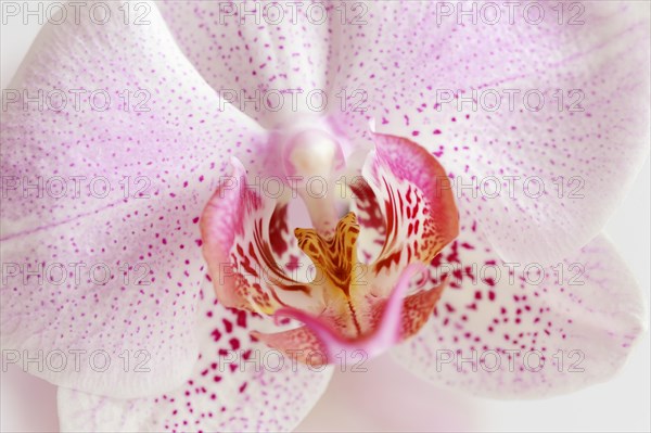 Butterfly orchid (Phalaenopsis), detail of the flower, houseplant, North Rhine-Westphalia, Germany, Europe