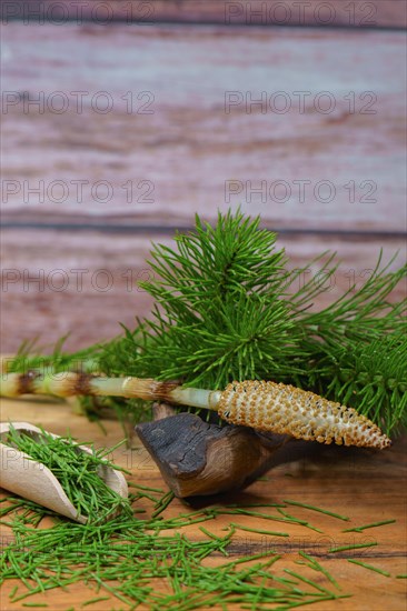 Fresh branches of the medicinal plant horsetail, Equisetum arvense, used for health care, freshly harvested from the forest in various stages of growth on a wooden table and copy space