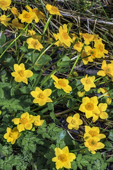 Yellow anemones (Anemone ranunculoides), Allgaeu, Swabia, Bavaria, Germany, Europe