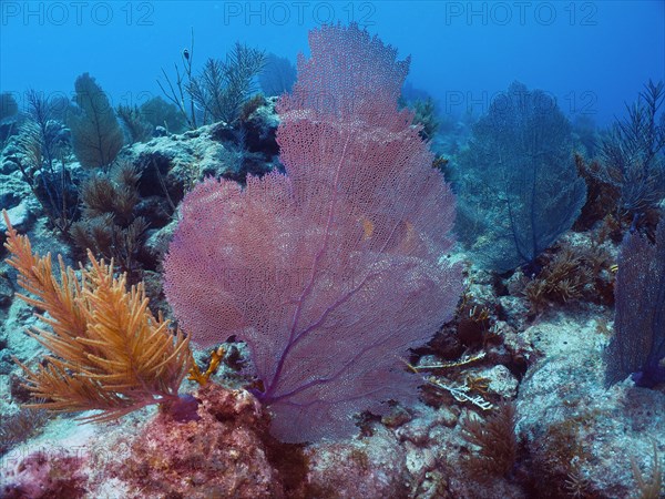 Common sea fan (Gorgonia ventalina), dive site John Pennekamp Coral Reef State Park, Key Largo, Florida Keys, Florida, USA, North America