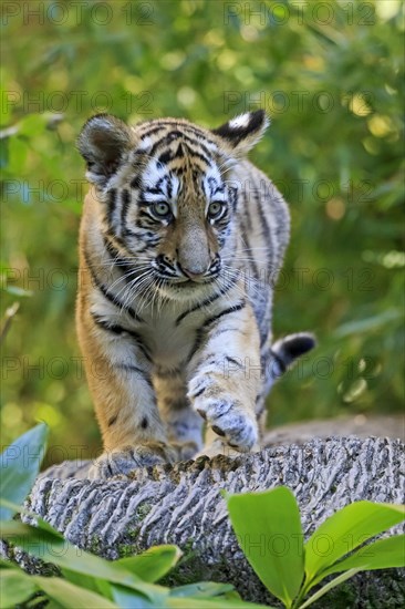 A young tiger young in motion on a tree in nature, Siberian tiger, Amur tiger, (Phantera tigris altaica), cubs