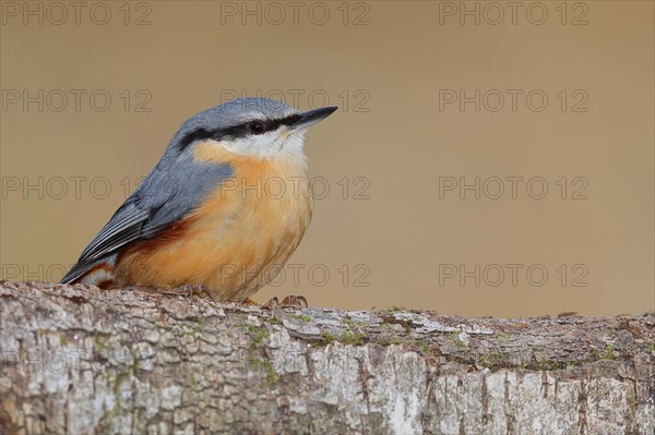 Eurasian nuthatch (Sitta europaea) sitting attentively on birch trunk, animals, birds, Siegerland, North Rhine-Westphalia, Germany, Europe