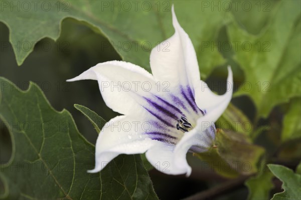 Devil's trumpet (Datura metel), ornamental plant, North Rhine-Westphalia, Germany, Europe