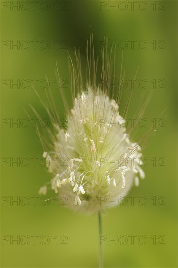 Hares tail grass (Lagurus ovatus), inflorescence, Provence, France, Europe