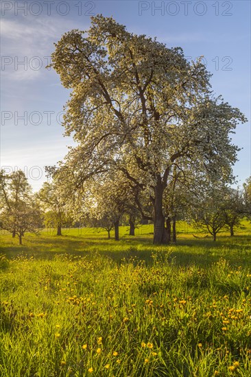 Pear tree blossom (Pyrus), pome fruit family (Pyrinae), meadow orchard, spring, Ulzhausen, Pfrunger-Burgweiler Ried, Baden-Wuerttemberg, Germany, Europe