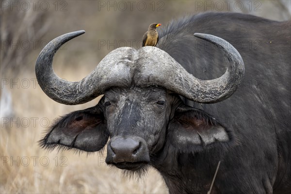 African buffalo (Syncerus caffer caffer) with yellowbill oxpecker (Buphagus africanus), animal portrait, Kruger National Park, South Africa, Africa