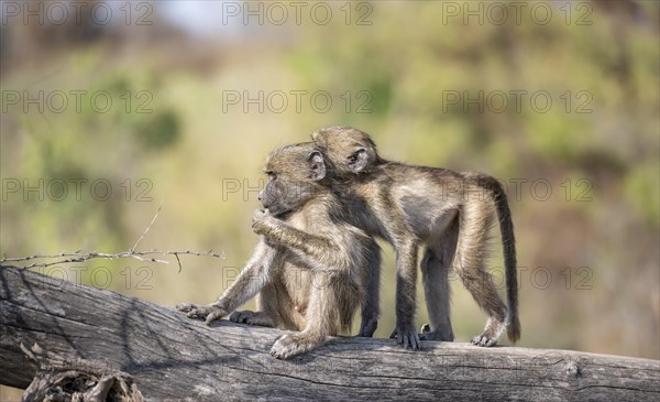 Chacma baboons (Papio ursinus), two cubs playing on a tree trunk, Kruger National Park, South Africa, Africa