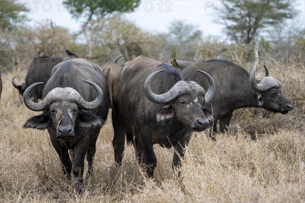 Herd of african buffalo (Syncerus caffer caffer), in dry grass, Kruger National Park, South Africa, Africa