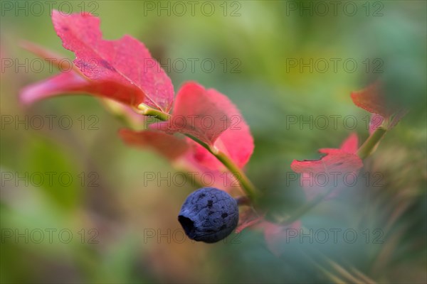 European blueberry (Vaccinium myrtillus), Blueberry, Finland, Europe