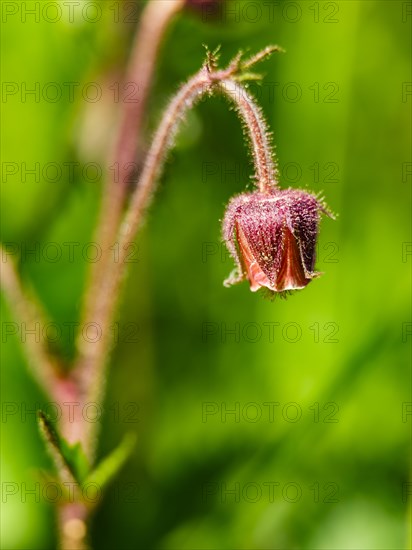 Water avens (Geum rivale), Piding, Berchtesgadener Land, Bavaria, Germany, Europe