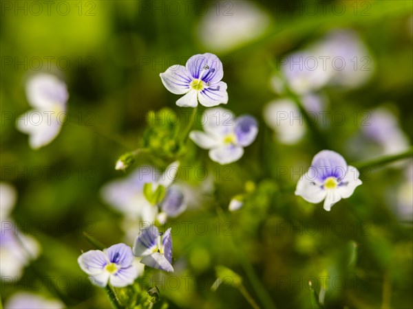 Slender speedwell (Veronica filiformis), Piding, Berchtesgadener Land, Bavaria, Germany, Europe