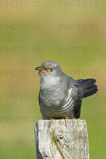 Common cuckoo (Cuculus canorus), male sitting on post of a pasture fence, animal portrait, wildlife, Westerwald, Rhineland-Palatinate, Germany, Europe