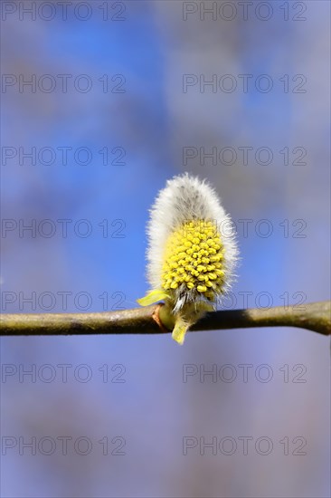 Flowering goat willow (Salix caprea), flower catkins with pollen on a branch, close-up, North Rhine-Westphalia, Germany, Europe