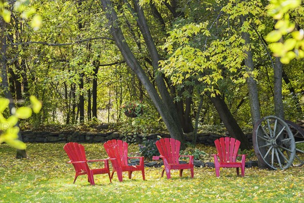 Four red Adirondack chairs on green grass lawn with fallen Fraxinus velutina, Velvet Ash tree leaves in backyard garden in autumn, Quebec, Canada, North America