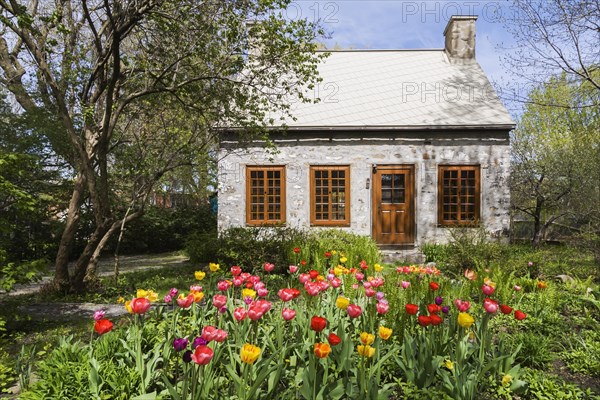 Old circa 1750 Canadiana style fieldstone house facade with brown stained wooden windows, door and Tulipa, Tulips in front yard in spring, Quebec, Canada, North America