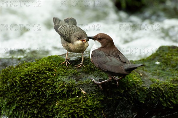 White-throated Dipper (Cinclus cinclus) at a stream with young bird feeding, Paderborn, North Rhine-Westphalia, Germany, Europe