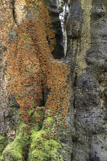 Bleeding oak crust (Stereum gausapatum), mass infestation on a copper beech (Fagus sylvatica), Emsland, Lower Saxony, Germany, Europe