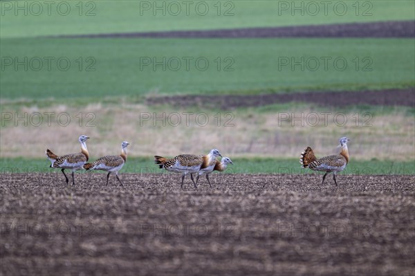 Several great bustards (Otis tarda) in a field, cockerels, Lower Austria, Austria, Europe