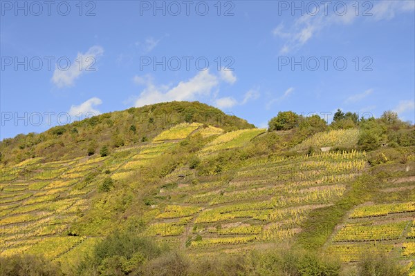 View of autumnal vineyards on steep slopes, blue cloudy sky, Moselle, Rhineland-Palatinate, Germany, Europe