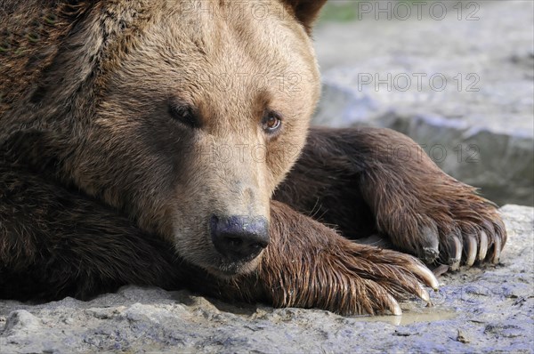 Brown bear (Ursus arctos), Captive, A brown bear lies relaxed on the ground and looks thoughtful, zoo, Bavaria, Germany, Europe