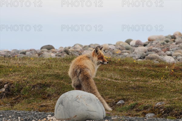 Red fox (Vulpes vulpes) in the tundra, Lapland, northern Norway, Scandinavia