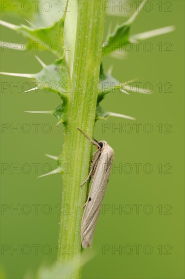 Erlenmoor lichen bear or dotted footman (Pelosia muscerda), North Rhine-Westphalia, Germany, Europe