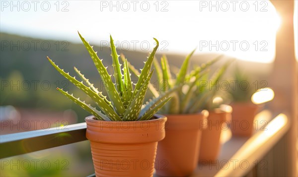 Aloe vera leaves in a pot, closeup view AI generated