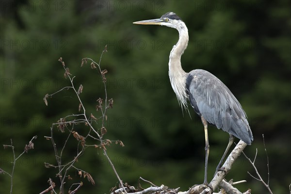 Great blue heron (ardea herodias) perched on a pile of branches and watching, La Mauricie national park, province of Quebec, Canada, AI generated, North America