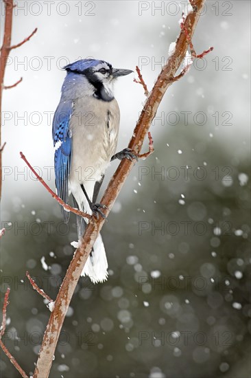 Gray jay (Cyanocitta cristata) perched on a tree during a snowfall, City of Saint-Mathieu-du-Parc, province of Quebec, Canada, AI generated, North America