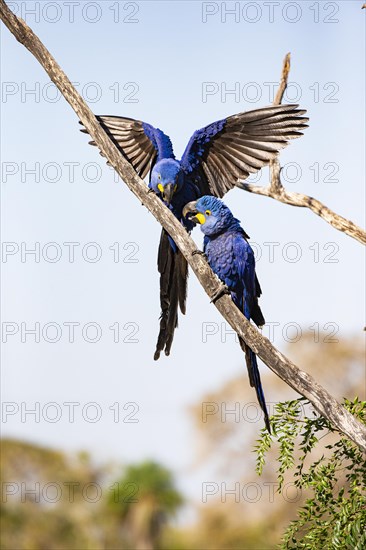 Hyacinth Macaw (Anodorhynchus hyacinthinus) Pantanal Brazil