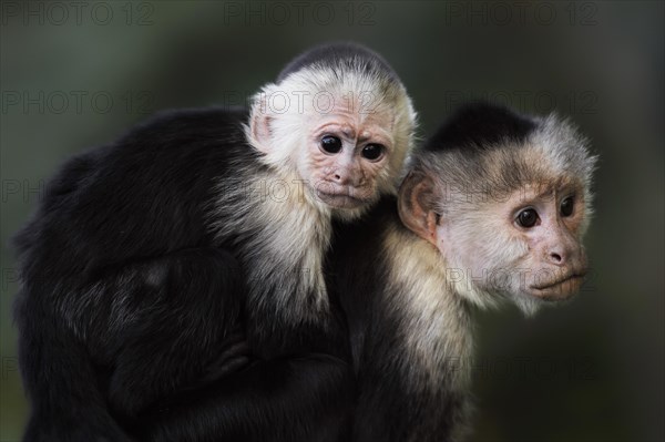 White-shouldered capuchin monkey or white-headed capuchin (Cebus capucinus), female with young, captive, occurring in South America