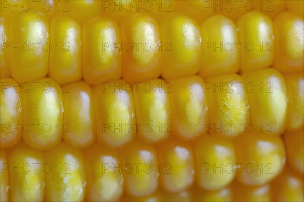 Corn (Zea mays), detail of corn corn cob