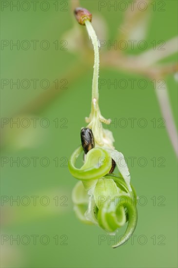 Himalayan balsam or himalayan balsam (Impatiens glandulifera), capsule fruit with seeds, North Rhine-Westphalia, Germany, Europe
