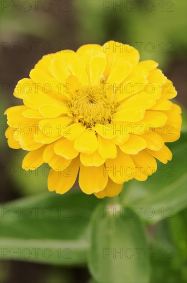 Zinnia (Zinnia elegans, Zinnia violacea), flower, ornamental plant, North Rhine-Westphalia, Germany, Europe