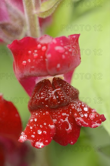 Large snapdragon or garden common snapdragon (Antirrhinum majus), flower with water droplets, ornamental plant, North Rhine-Westphalia, Germany, Europe